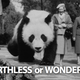 Illustration for article titled Should We Just Let Pandas Die Off Already?